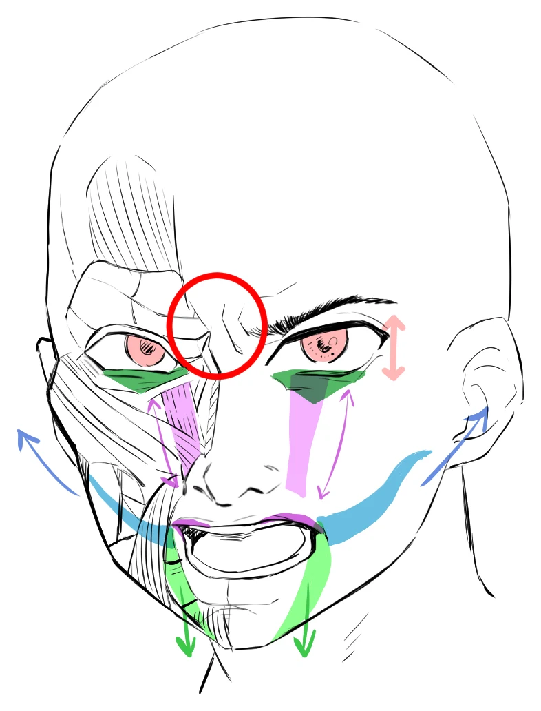 A face drawn half as skin and half as muscle, with the anger muscles of the brows, eyelids and lips marked in color
