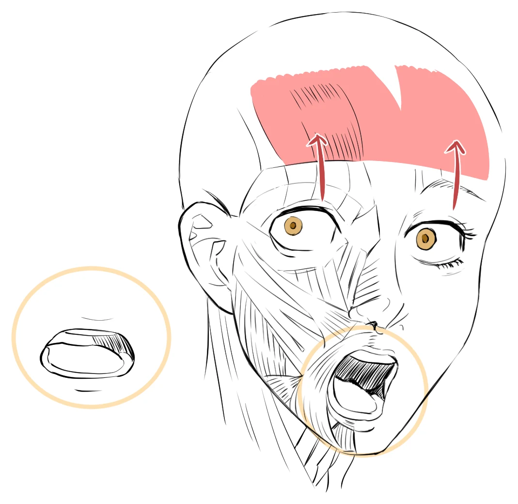 A face drawn half as skin and half as muscle, with the forehead muscle in red and two mouth shapes circled in yellow
