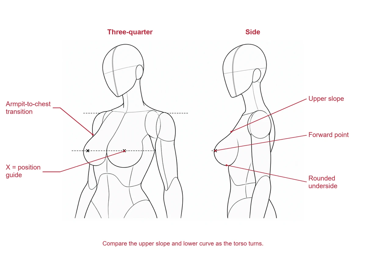 Three-quarter and profile views of an adult drawing mannequin with chest-position X marks and dashed horizontal guides.