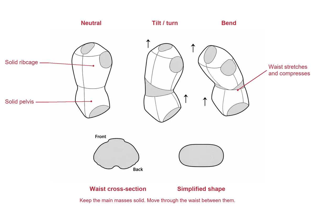 Three simplified torso blocks with gray flexible waist bands and arrows, above a Front and Back labeled waist cross-section and a rounded rectangle.