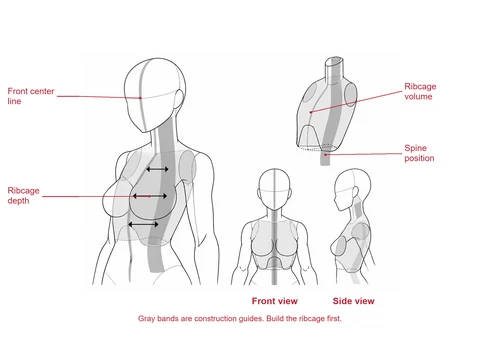 Faceless torso construction with a gray ribcage, spine-position guides and arrows showing volume, alongside front and side studies.