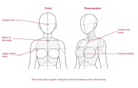 Front and three-quarter faceless torso studies with vertical center lines and a horizontal chest-placement guide.