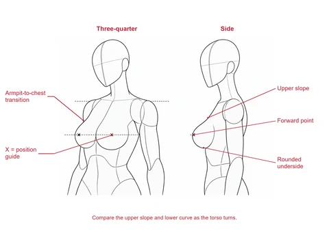 Three-quarter and profile views of an adult drawing mannequin with chest-position X marks and dashed horizontal guides.