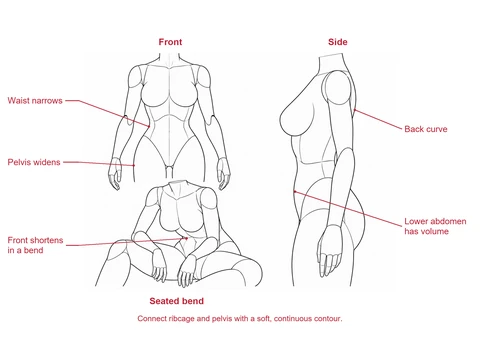 Adult mannequin torso studies from the front and side, plus a seated forward bend showing the waist between ribcage and pelvis.