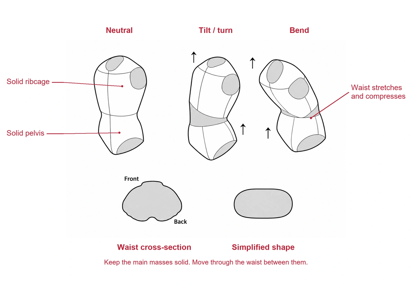 Three simplified torso blocks with gray flexible waist bands and arrows, above a Front and Back labeled waist cross-section and a rounded rectangle.