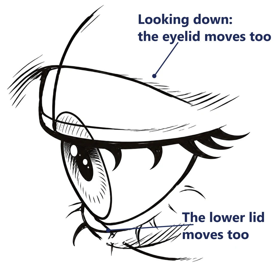An anime eye looking down, side view, labeled the eyelid and the lower lid move too
