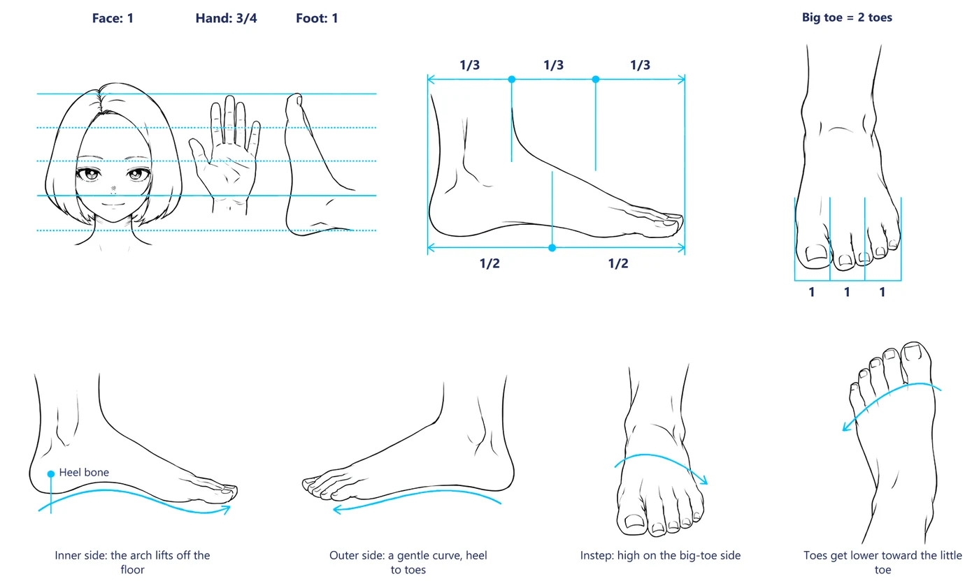 Foot proportions next to a face and a hand, plus the arch and instep curves