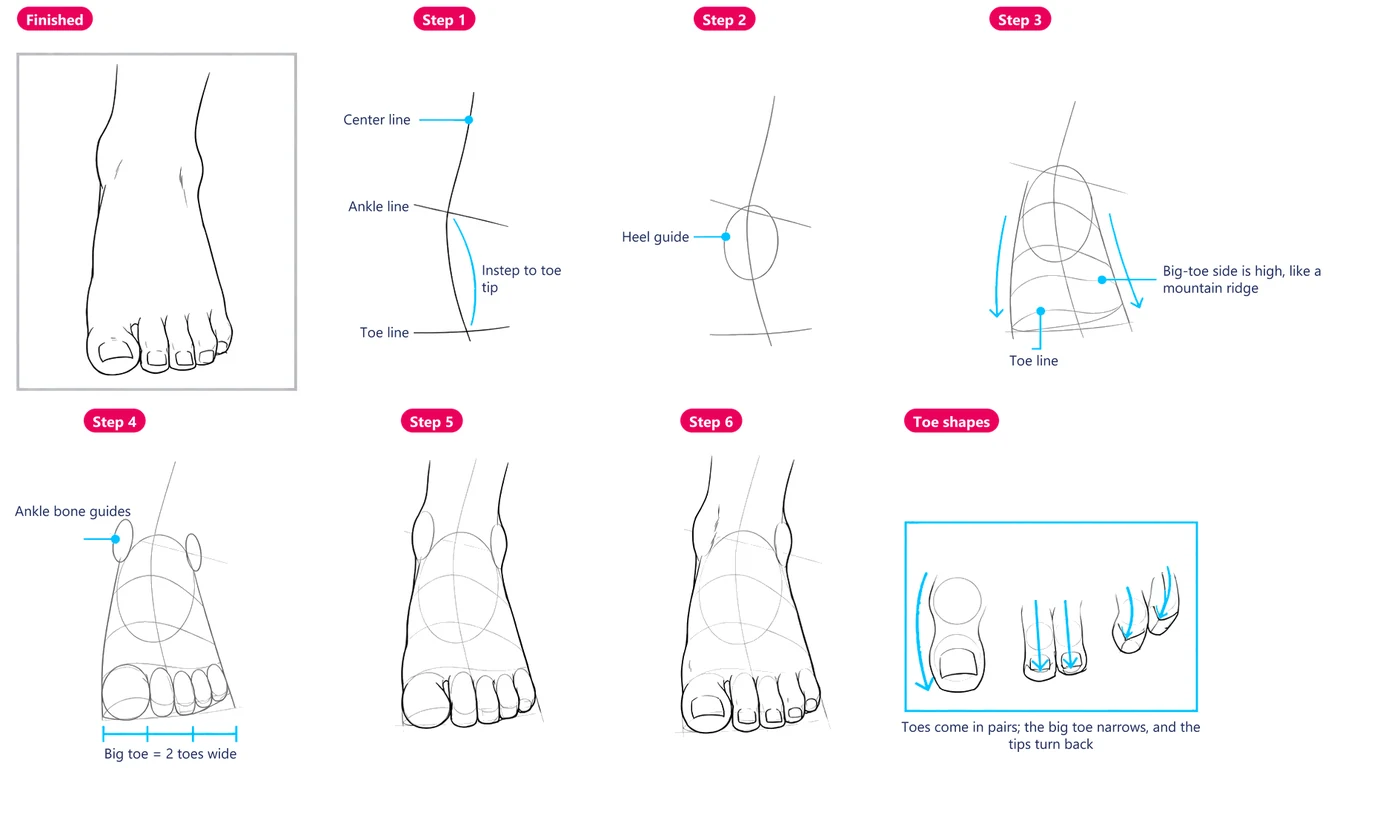 A foot drawn from the front in six steps, plus how the toes are shaped
