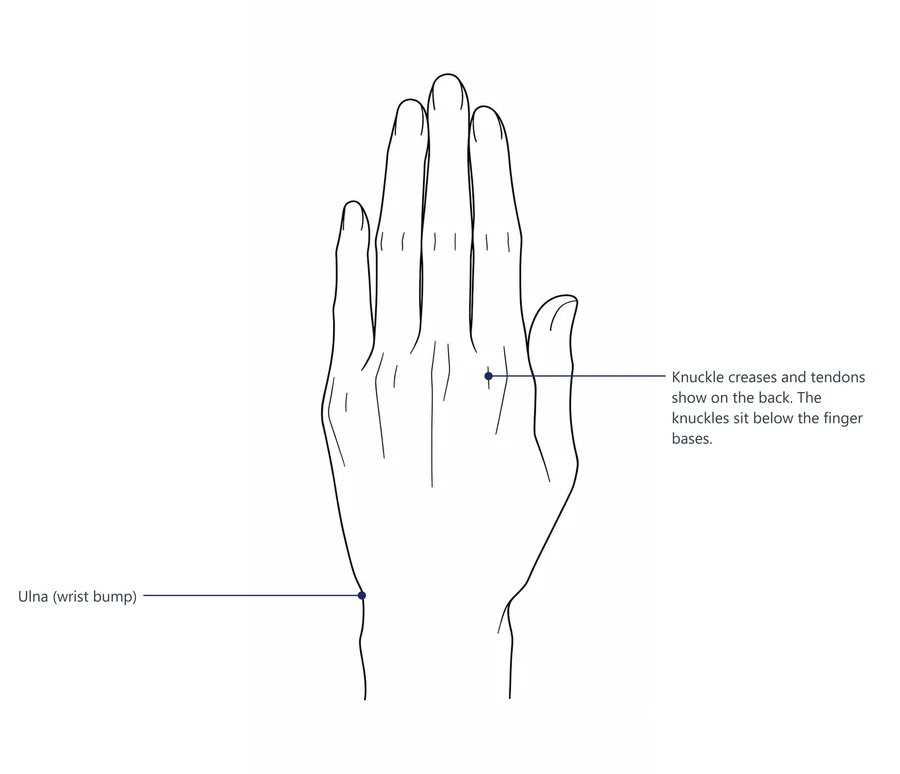 The back of a male hand with knuckle creases, tendons and the ulna marked