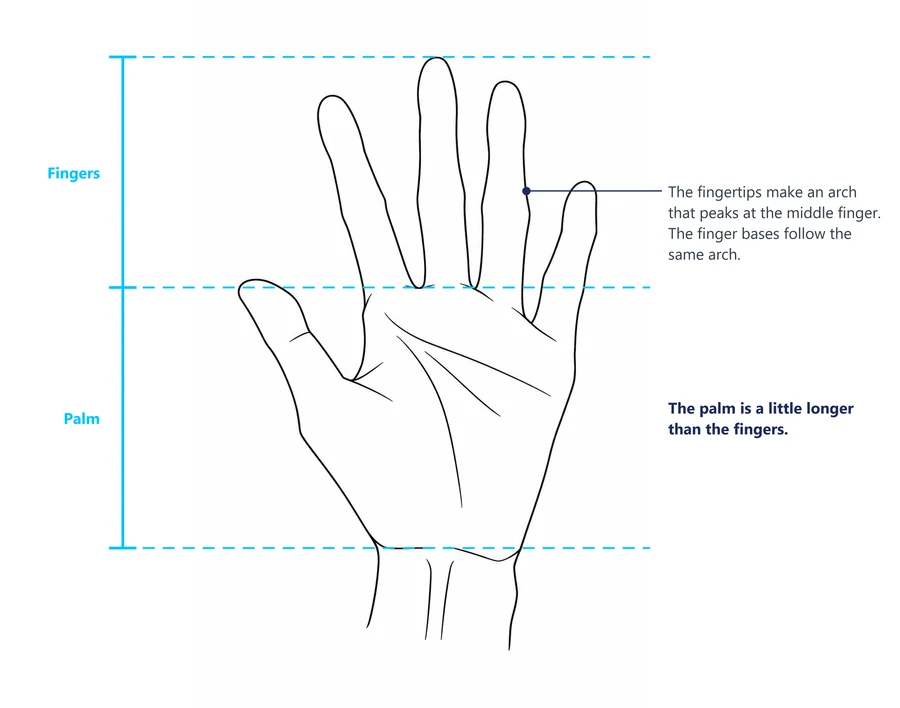 An open male hand with guide lines showing the palm a little longer than the fingers