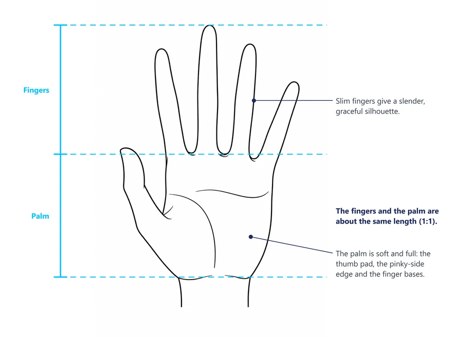 An open female hand with guide lines showing fingers and palm at about the same length