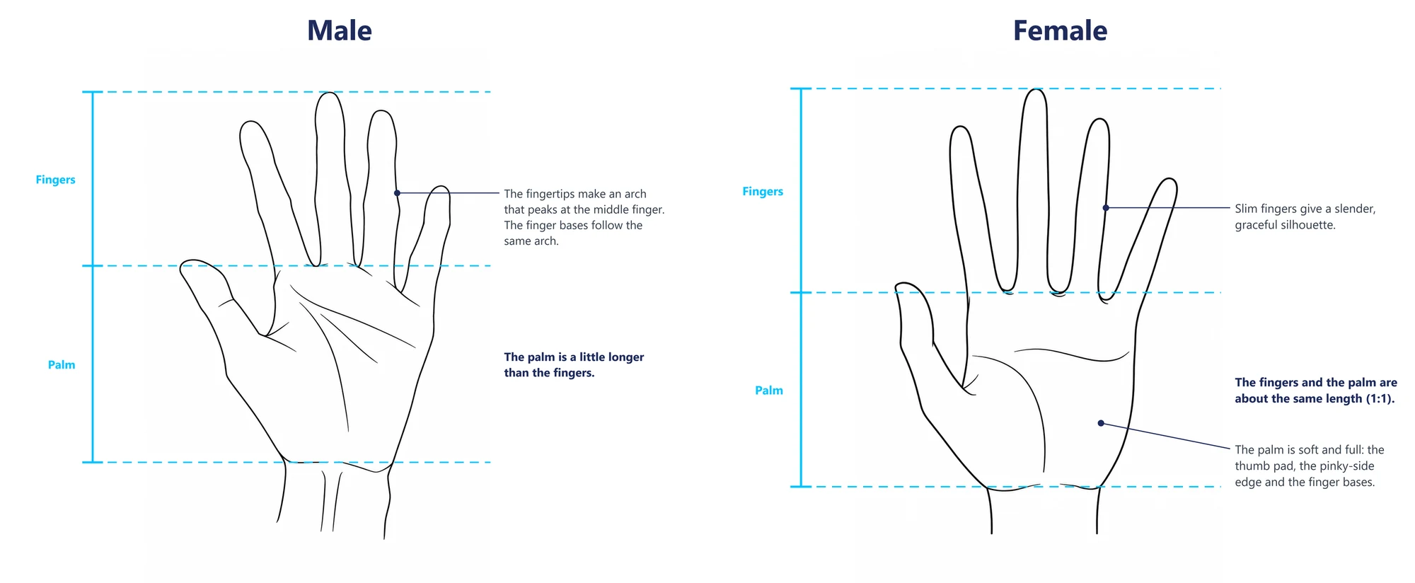 A male hand and a female hand side by side, with guide lines at the fingertips, finger bases and wrist