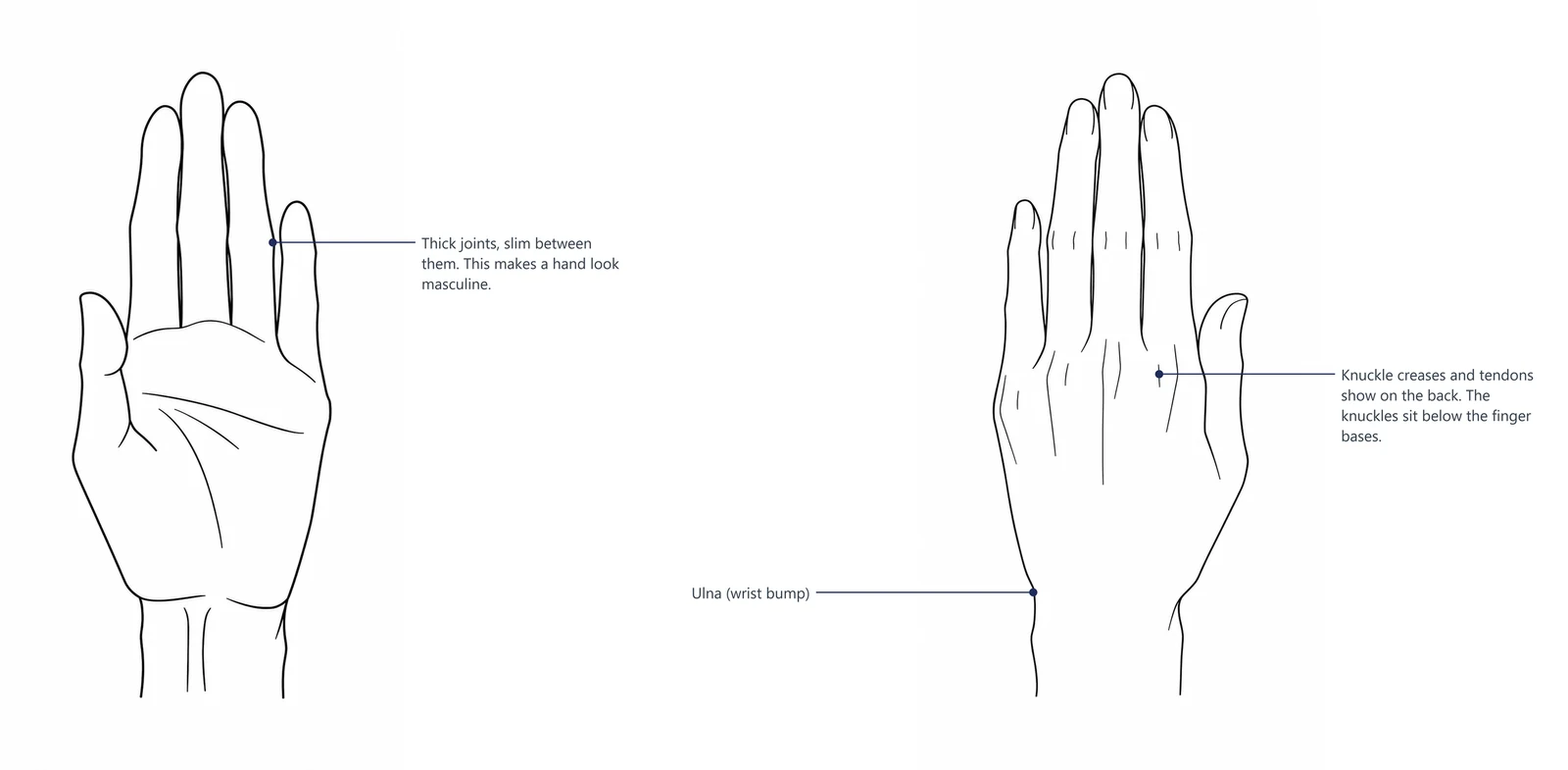 A male hand from the palm side and from the back, with the joints, knuckle creases and ulna marked