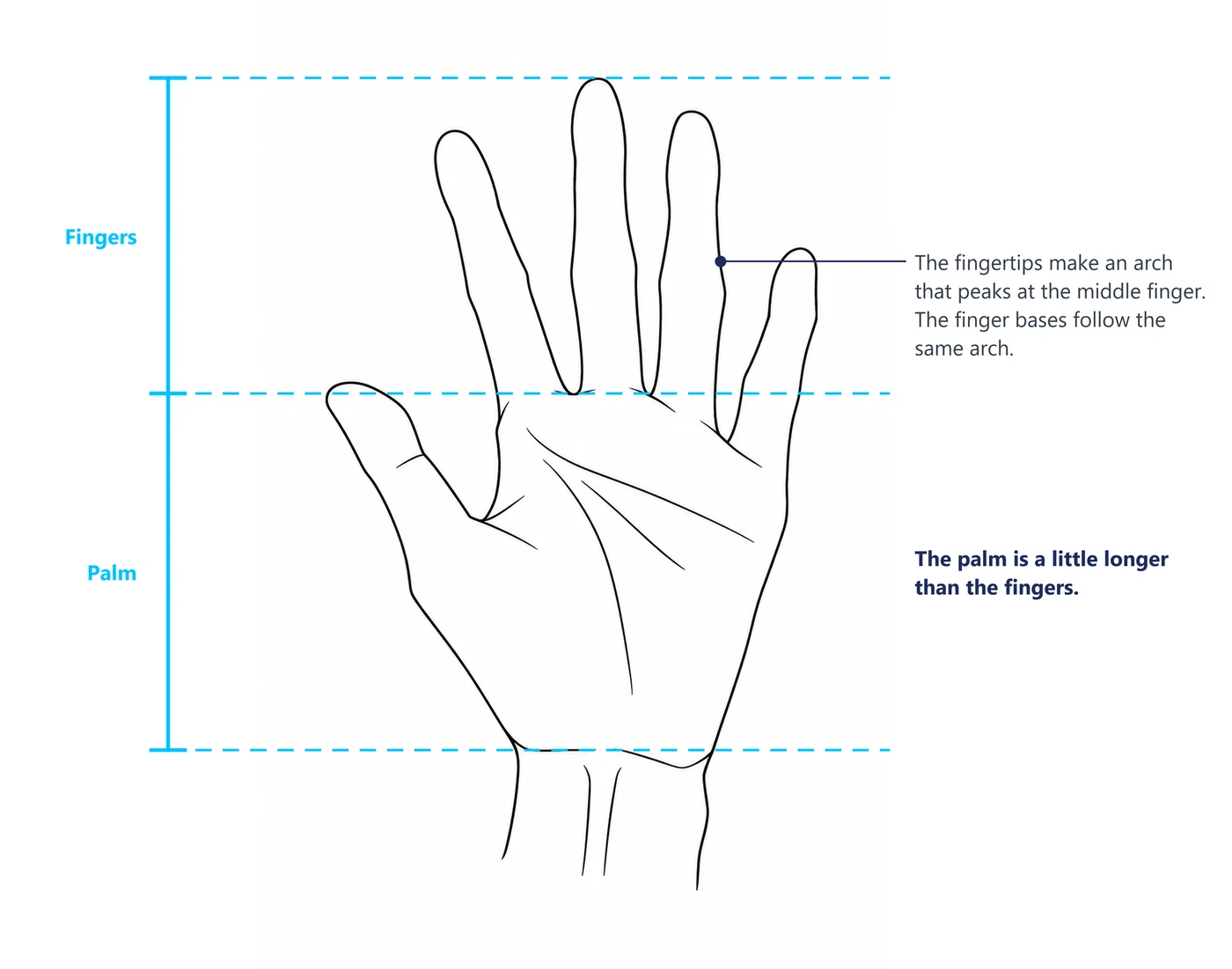 An open male hand with three guide lines and a bracket showing fingers and palm