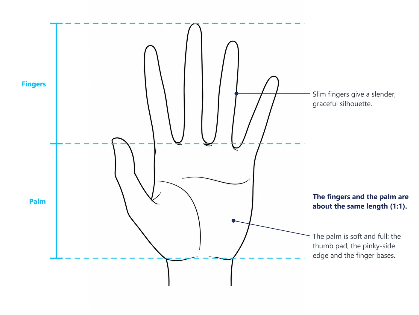 An open female hand with three guide lines showing fingers and palm at about 1:1