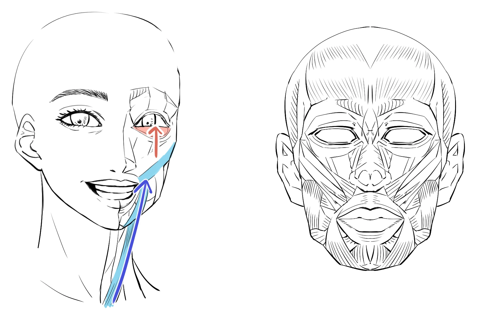 A face drawn half as skin and half as muscle, with the lower eyelid muscle in red and the cheek muscle in blue