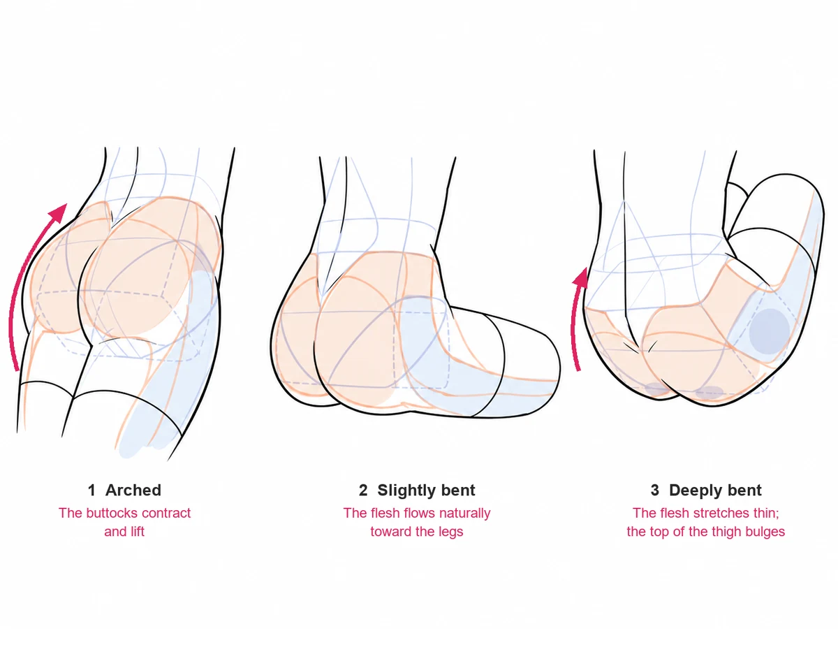 Three back three-quarter views of the hips and thighs: arched, slightly bent and deeply bent, with orange and blue guides showing how the flesh moves.