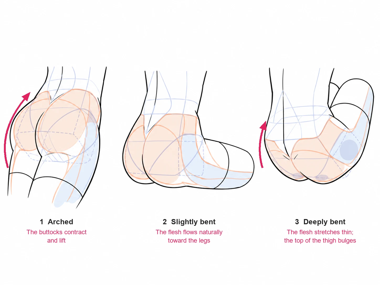 Three back three-quarter views of the hips and thighs: arched, slightly bent and deeply bent, with orange and blue guides showing how the flesh moves.