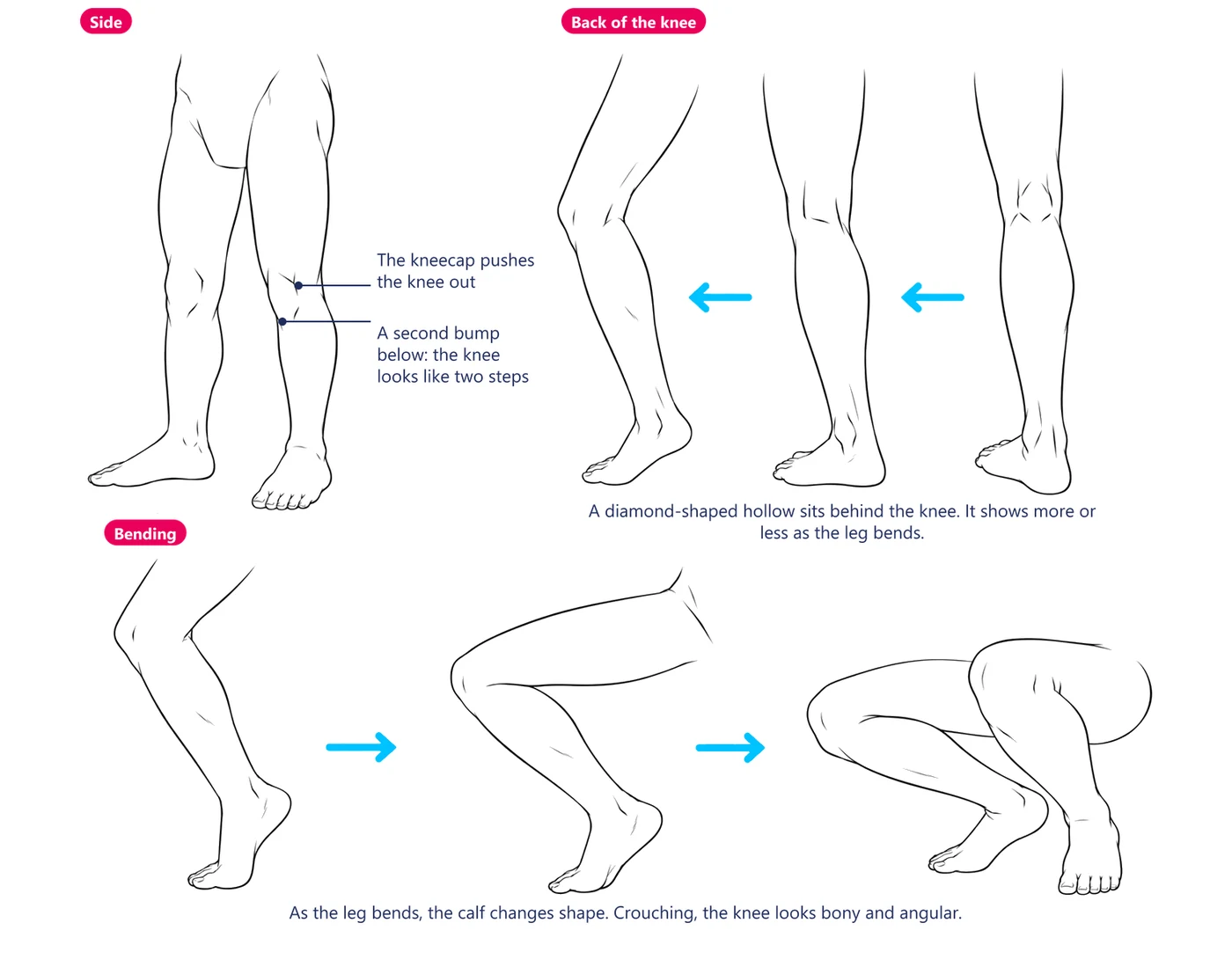 Knees from the side, from behind and bending
