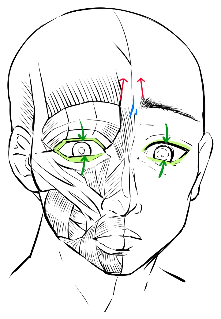A face drawn half as skin and half as muscle, with red arrows lifting the inner brows and green marks around the eyes