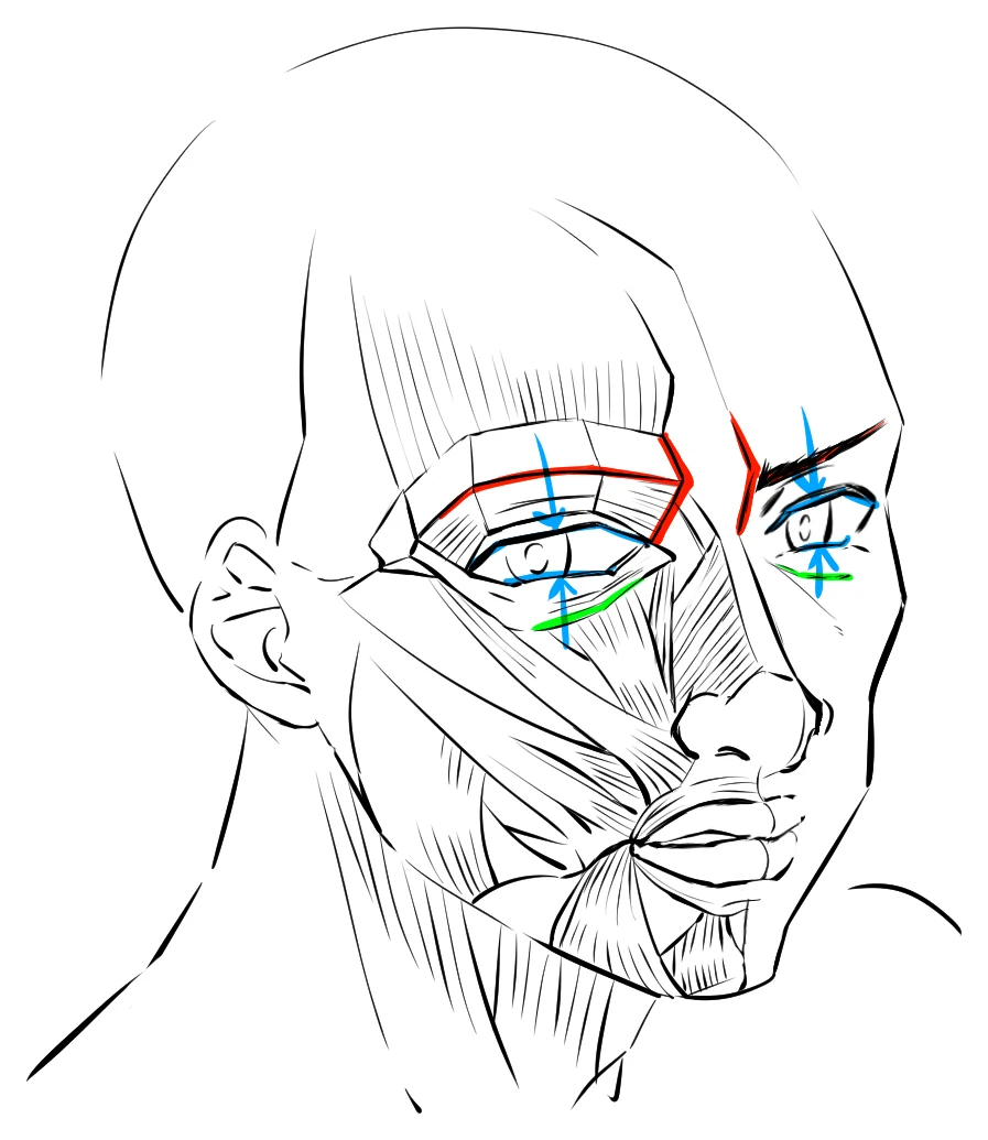 A face drawn half as skin and half as muscle. Red marks the brows pulled together with the inner ends down, blue the narrowed eyes and green the wrinkles around them