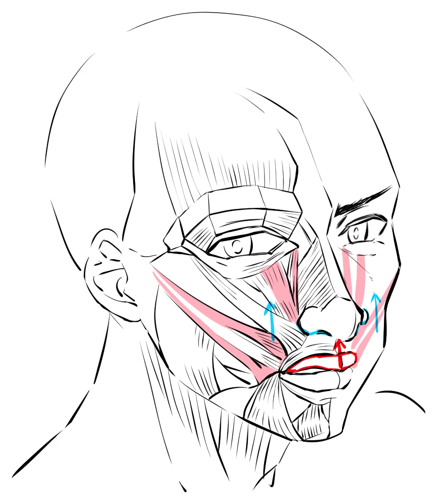 A face drawn half as skin and half as muscle, with the cheek muscle in red lifting the upper lip and blue arrows lifting the cheeks and nose
