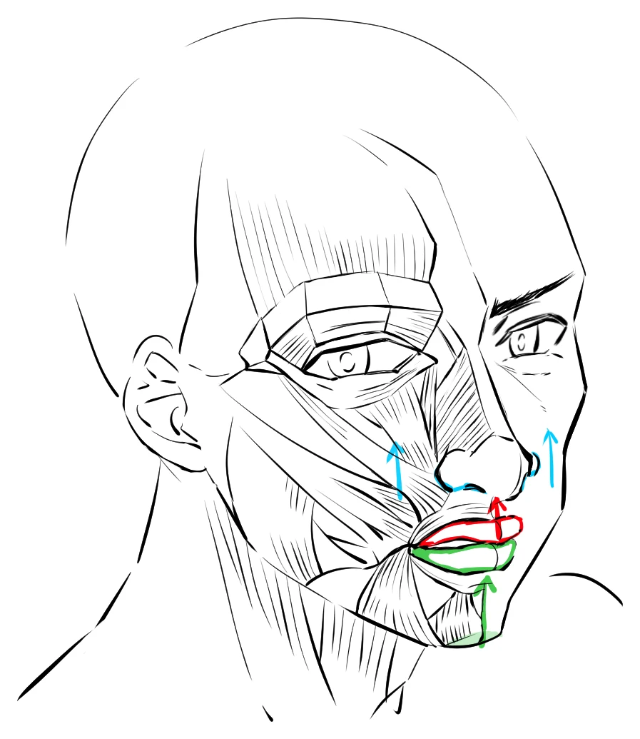 The same half-muscle face with green marking the chin muscle pushing the lower lip up