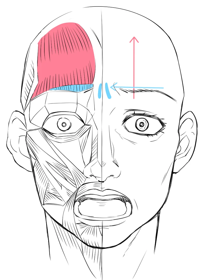 A face drawn half as skin and half as muscle, with the forehead muscle in red and blue wrinkles between the brows