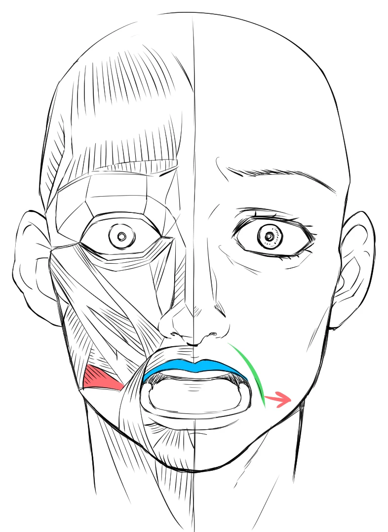 The same half-muscle face. A red arrow pulls the mouth sideways, blue marks the relaxed upper lip and green marks the wrinkles
